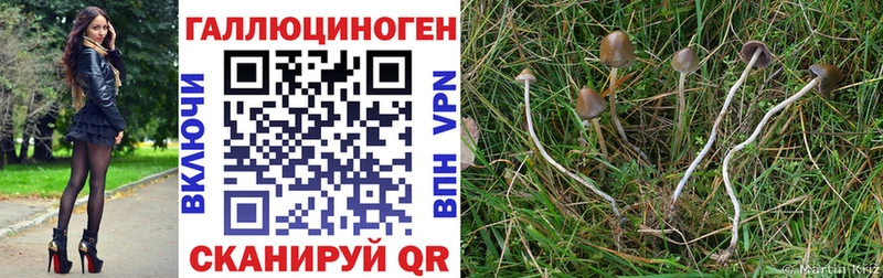 Галлюциногенные грибы прущие грибы  Грязовец 